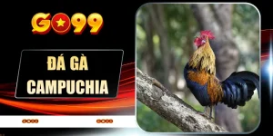 Đá Gà Campuchia Nghẹt Thở - GO99 Truyền Hình Trực Tiếp 4K