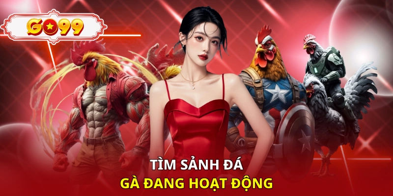 Tìm sảnh đá gà đang hoạt động